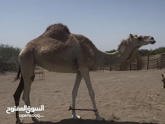 ناقه حايل للبيع