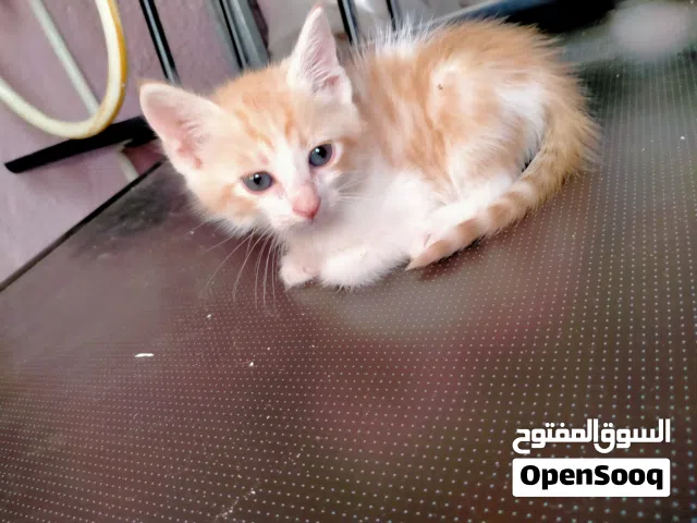 قط ولد شيرازي للبيع عنده 45 يوم
