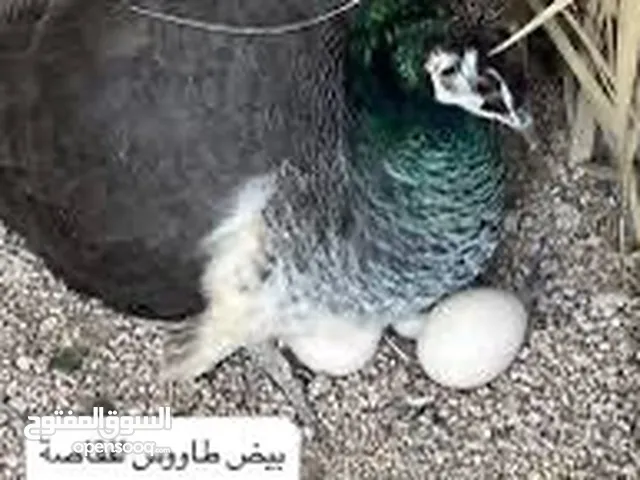 طيور فزن و فرانكلين