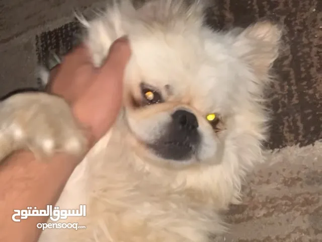 كلب بكينز للبيع داخل فلسطين رام الله العمرو 3 سنين ونصف