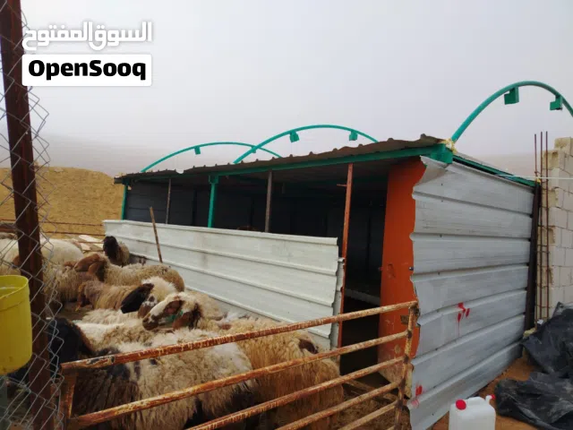 حلال للبيع 27 نعاج +20 بهم خرفان وعبر للبيع السعر عند المعاينه