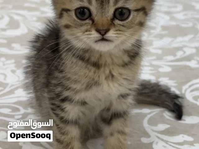 سكوتش فولد و سكوتش سرايت