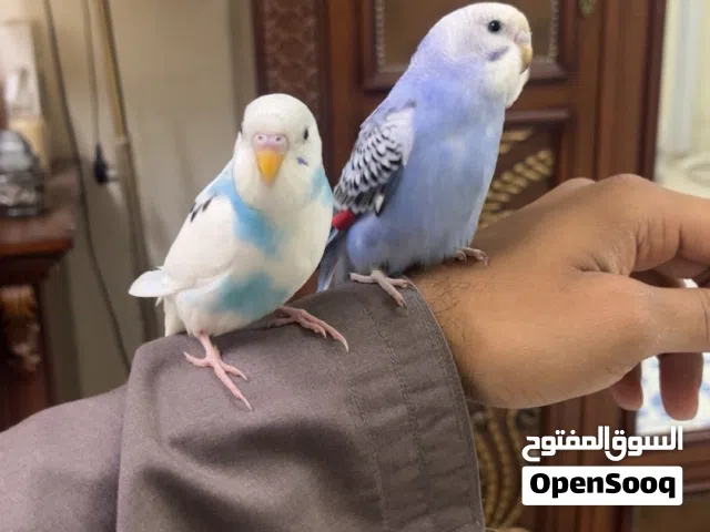 ببغاء بادجي أليف ولعوب مع القفص