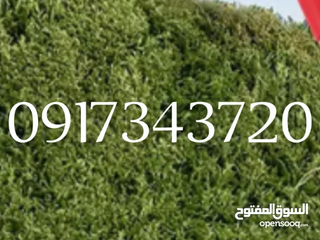 تقليم الاشجار