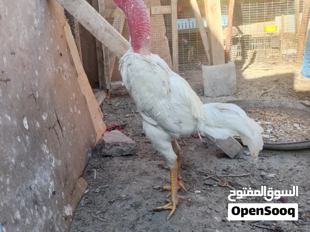 ديج هراتي عمر سنه