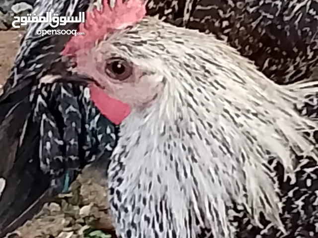 ديك للبيع العر 4 شهور