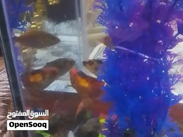 حوض سمك للبيع
