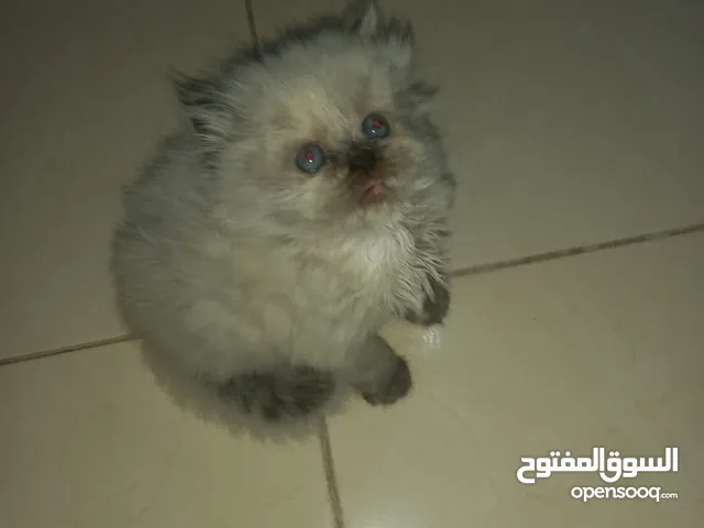 Persian and Himalayan available