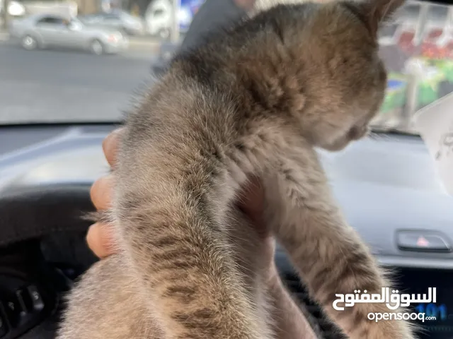كتين سكوتش ستريت ny 25 غولد للبيع
