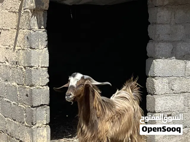 تيس العمر سنتين تقريبا فل سمنه يصلح للتربيه أو للذبح غير مخصي