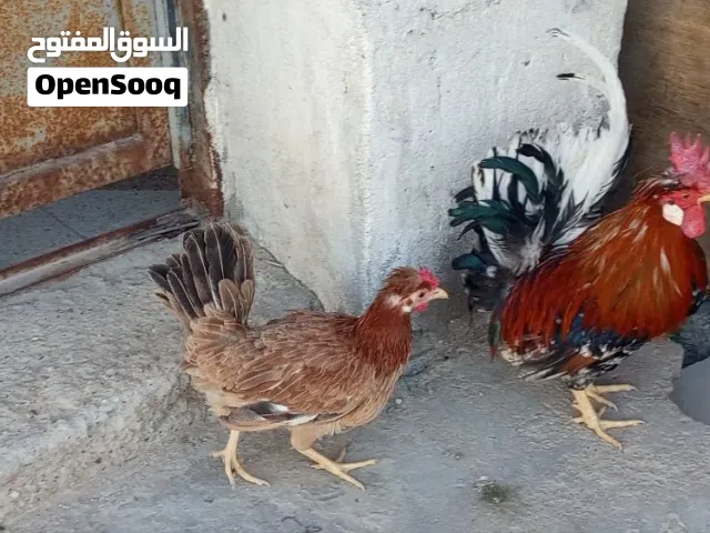 متاح ديج اودجاجه للبيع افرك اكويتي