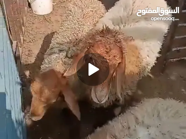 متوفر خرفان عمر 6 شهور للتواصل واتس