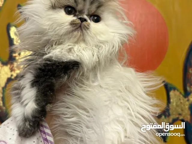 بنت فان برشن اكزوتك لونج هير كاريير أهالي مسجلين