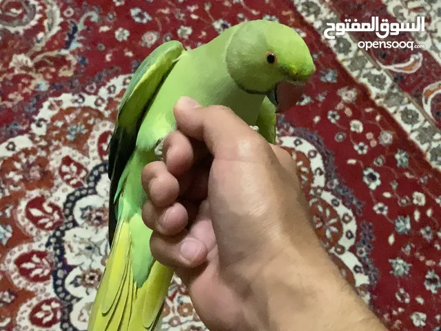 Green parrot for sale