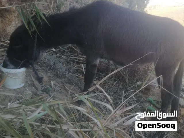 جحش للبيع المستعجل