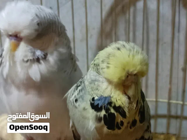 متاح زوج انكليزي