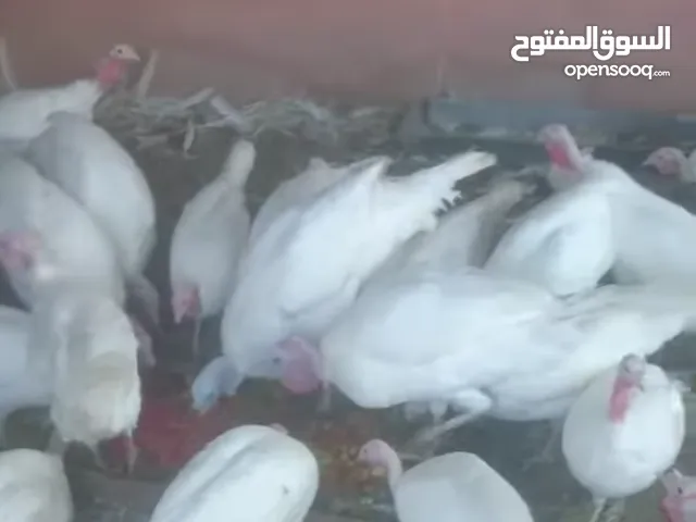 مطلوب حبش هولندي مطلوب حبش هولندي