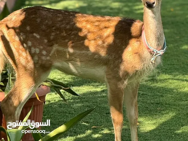 مفقود غزال