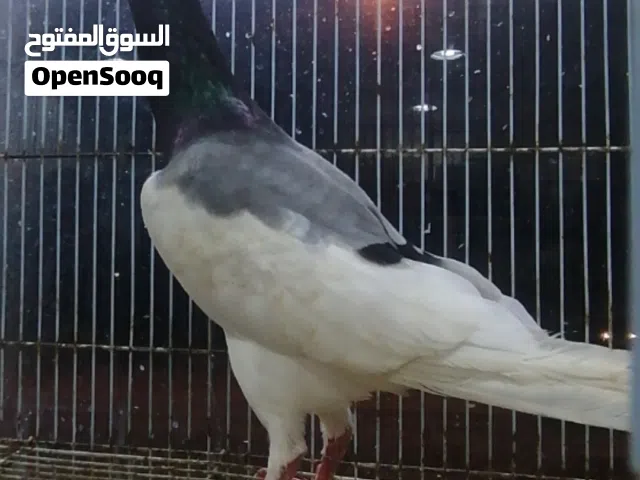 حمام ( ENGLISH MAGPIE PIGEON ) حمامة العقعق الإنجليزية