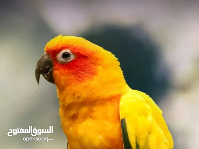 its friendly and lovely Bird
