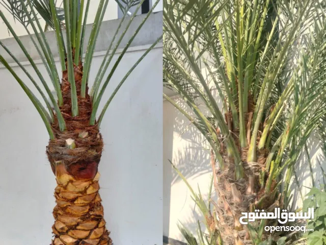 لتنظيف النخيل والواشنتونيا والاهتمام بالحدائق والثمار بكافه انواعها