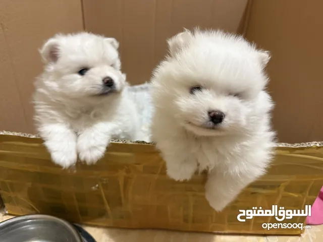 Pomeranian