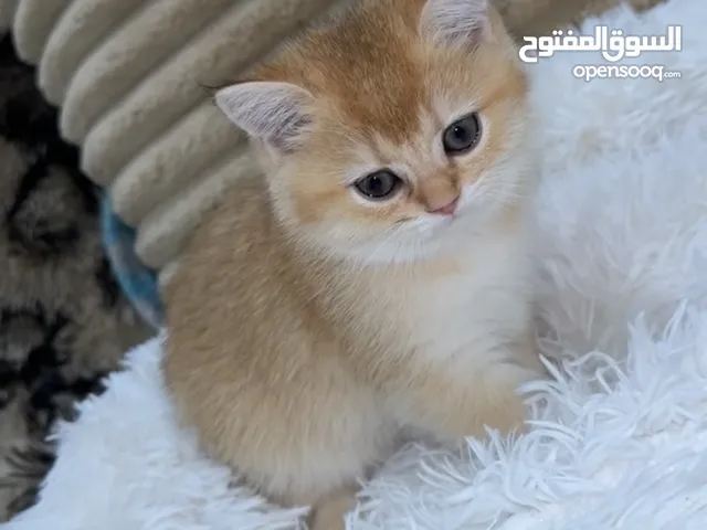 قطه سكوتش ستريت قولد