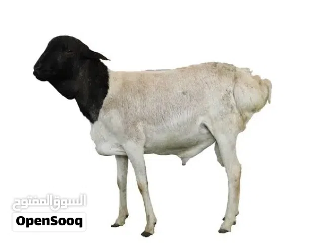 البيع ذبايح كباشه صوماليات سمان فول صغار في سن مطعومات ما عليهن كلام