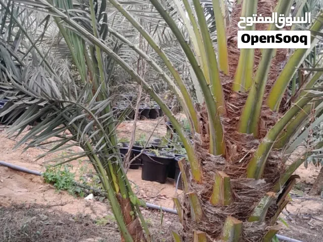 فسائل نخيل برحي للبيع