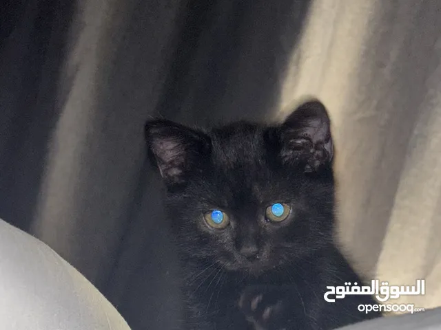 قطط للبيع سكوتش