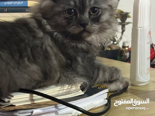 قطط شيرازي عمرهن شهرين