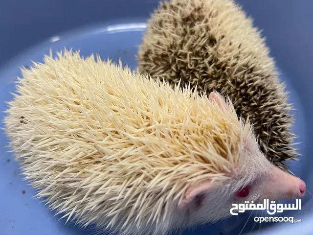 قنافذ هولندية اليفة انتاج محلي