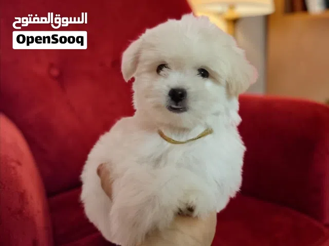 بنوته هافنيز ميني بيورر