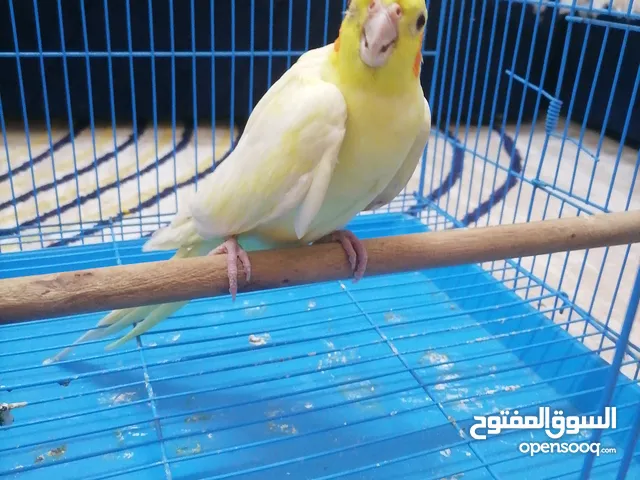 ببغاء كوكتيل لاتينو اليف ذكر العمر 10 شهور