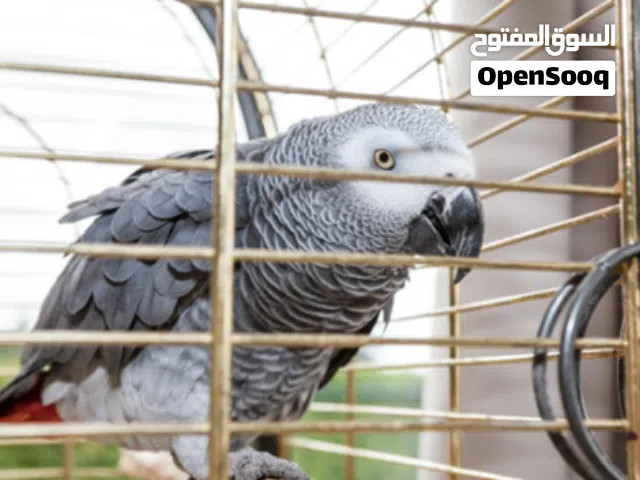 ذكر ببغاء زنجباري
