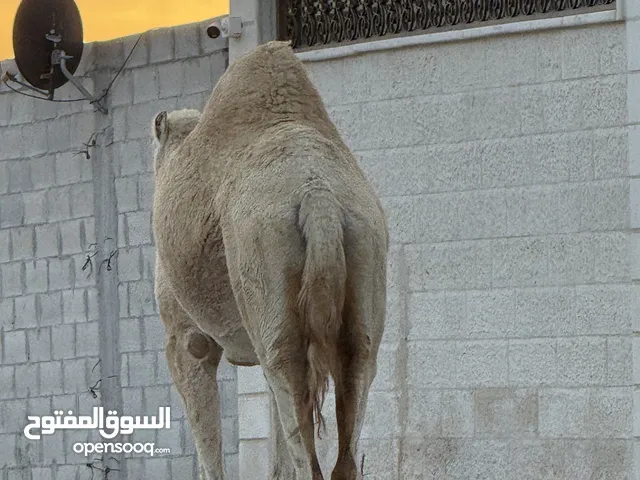 ناقه ضحيه طيبه قصا. وسعر حروق