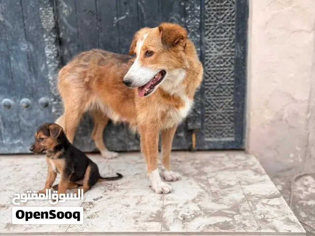 retriever mix free adoption!