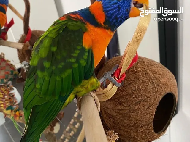 ببغاء لوري وكروان وحب للبيع بسعر حررق اقرء الوصف جيدااا