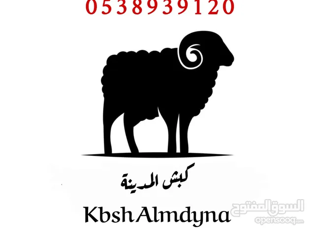 غنم ذبائح حرية وسواكني تربية جودة