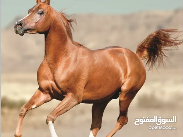 مطلوب خيل بسعر 400 واقل بدون اصابات