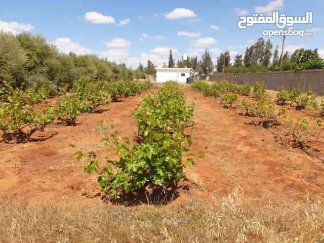 مزرعة هكتار في شارع طرخان سيدي فرج