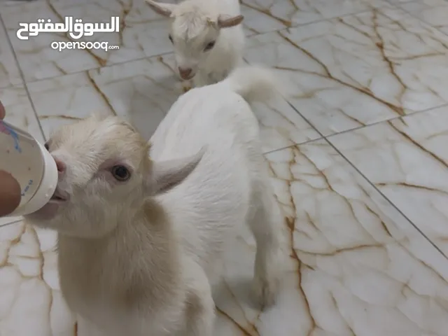 للبيع ماعز قزم