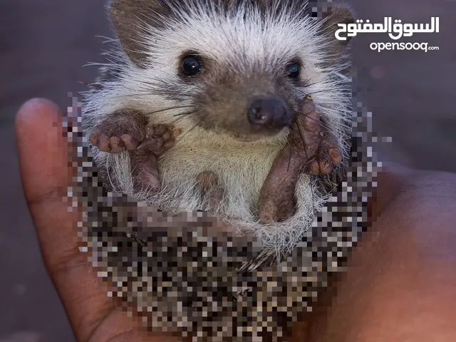 قنافذ بصحة ممتازة