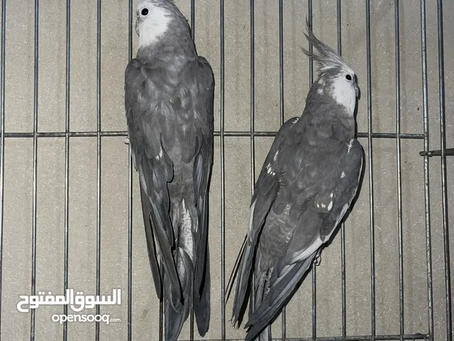 ذكرين كوكتيل وايت فيس انتاجي و مخاليف لاتينو بفضل الله شغالات ان شاء الله رقم التواصل بالوصف