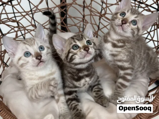 Pure Snow Bengal Kittens Available