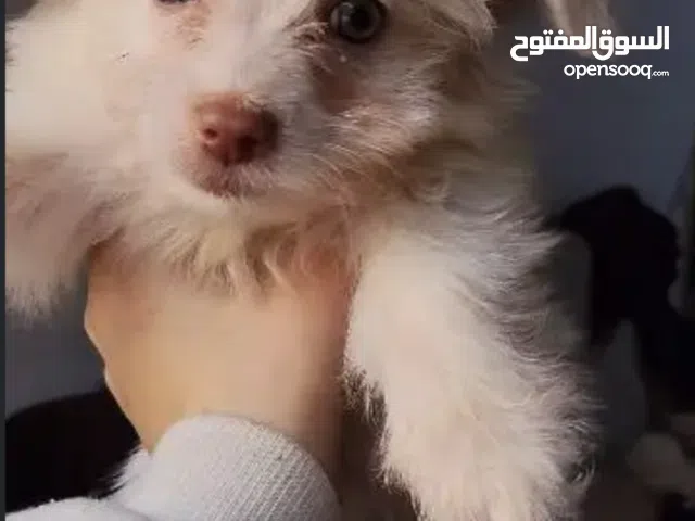 جراوي جريفون فرنساوي و الماني للبيع