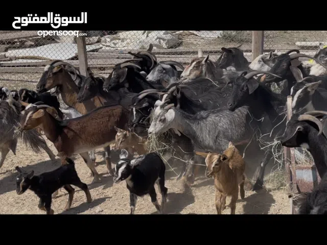 للبیع غنم معز 24 راس تحت 24 متابیع کلش 48 راش  العمر مختلف