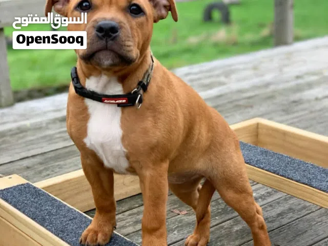 Staffordshire Bull Terrier Puppy for Sale Healthy & Playful.