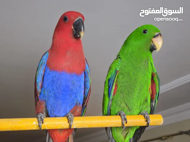 ببغاء اكلكتوس