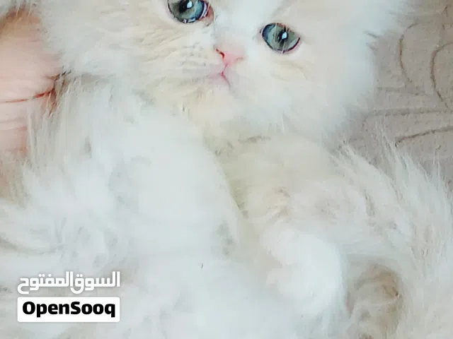 كيتن انثى بيرشن كريم بيور مدربه ومطعمه حشرات